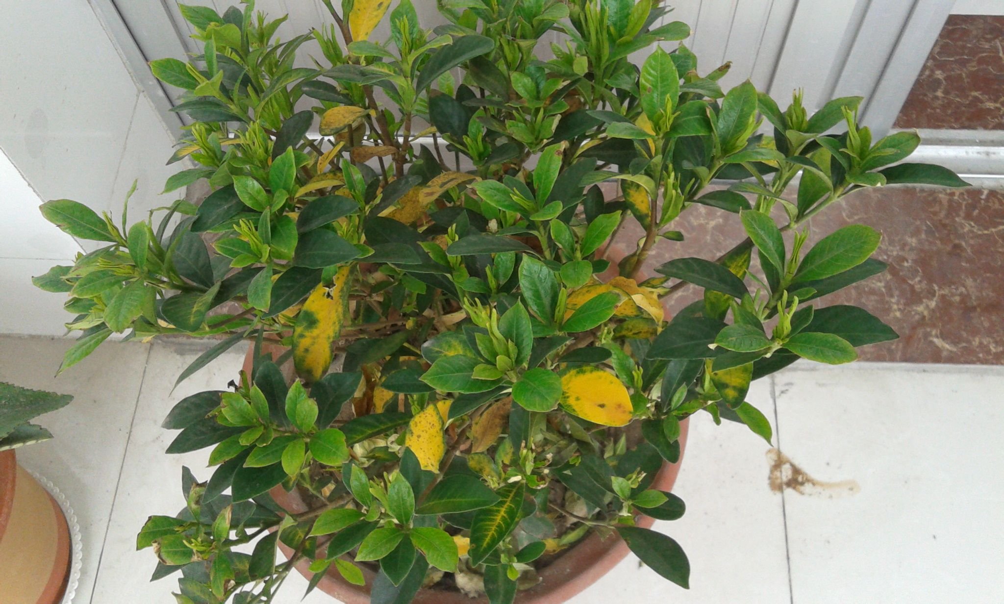 栀子花叶子发黄_栀子花叶子发黄怎么办
