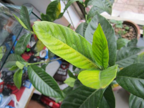 栀子花叶子发黄_栀子花叶子发黄怎么办