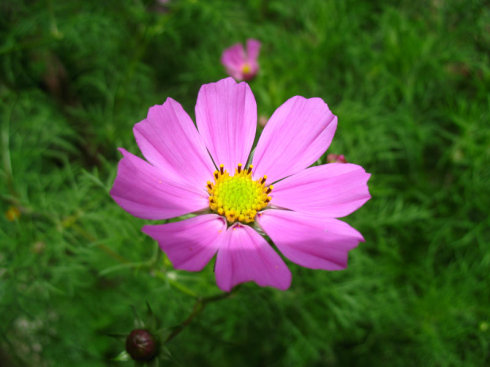 格桑花的花语是什么