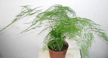 文竹开花_文竹叶子发黄怎么办