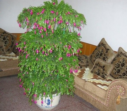 蟹爪兰一年开几次花