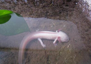 ʲôش_ʲô